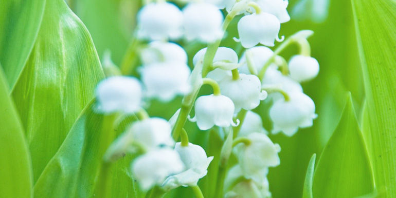 贈られた人が幸せになれるすずらんの花